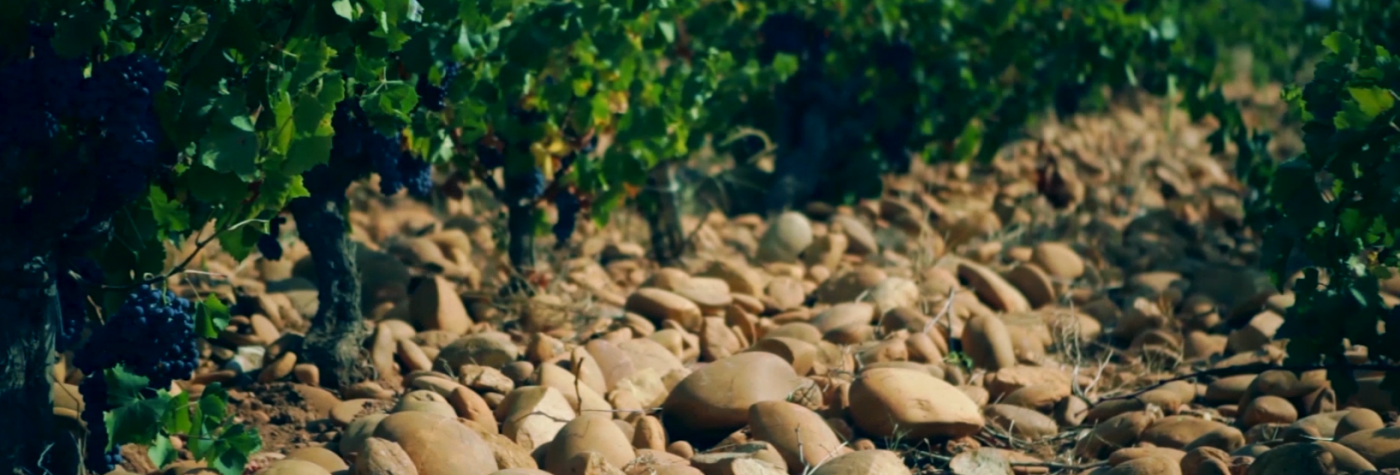 galets vignes