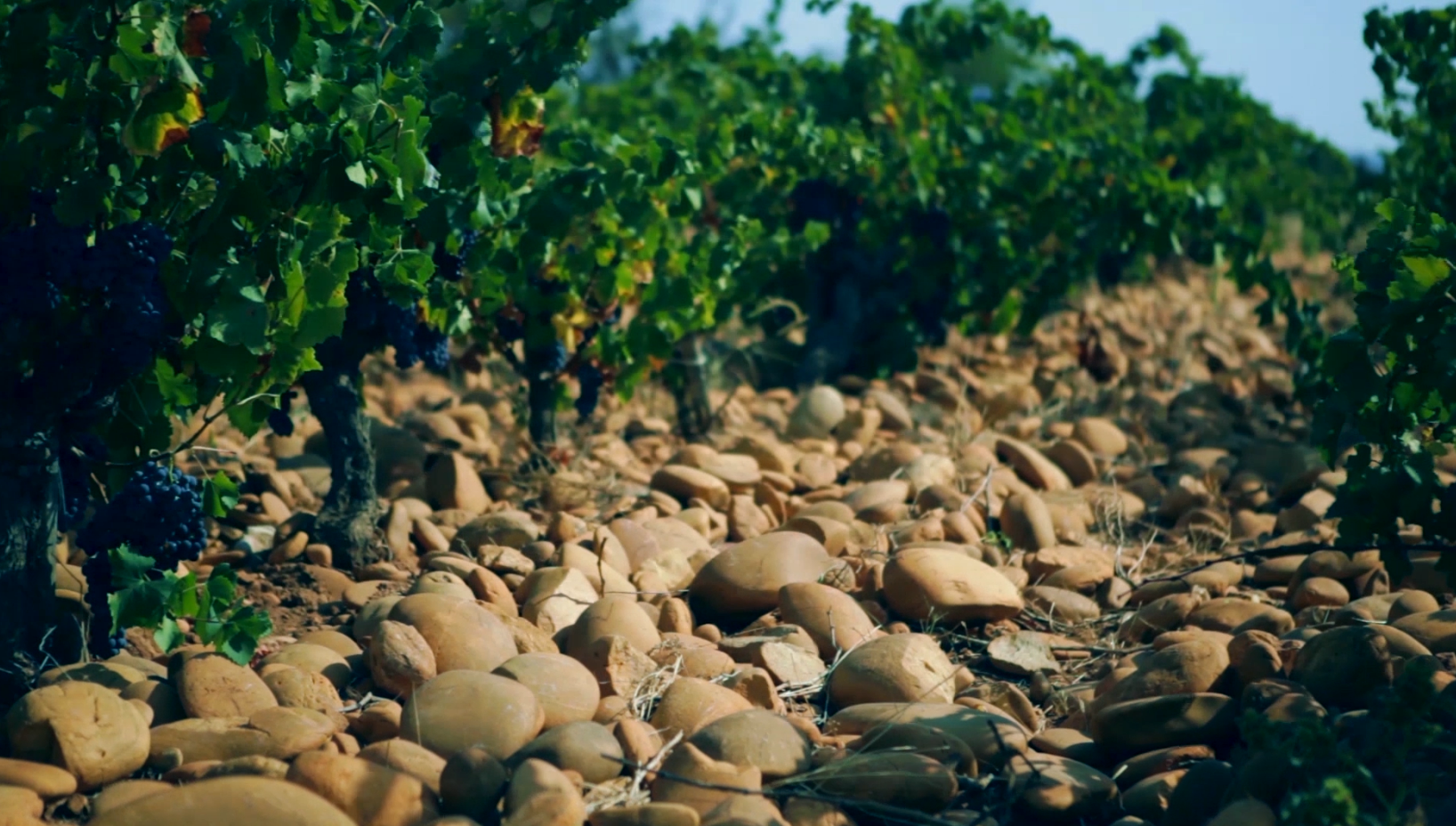 galets vignes - Domaine Chante Cigale