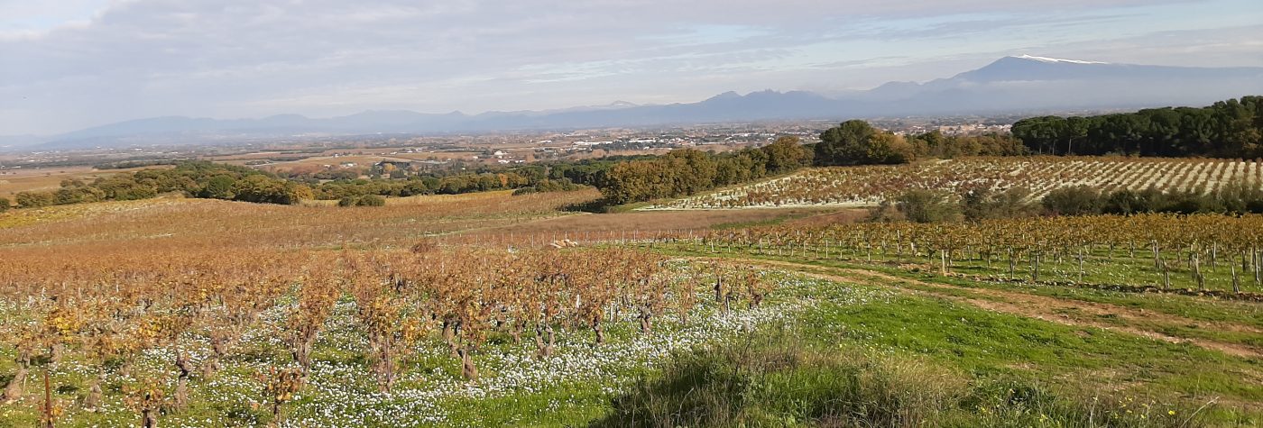Pignan2